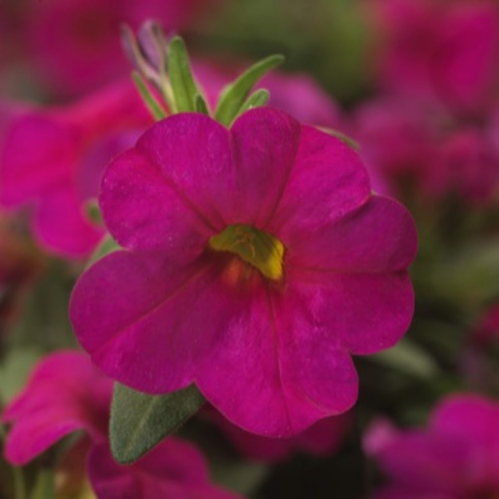 calibrachoa Pink