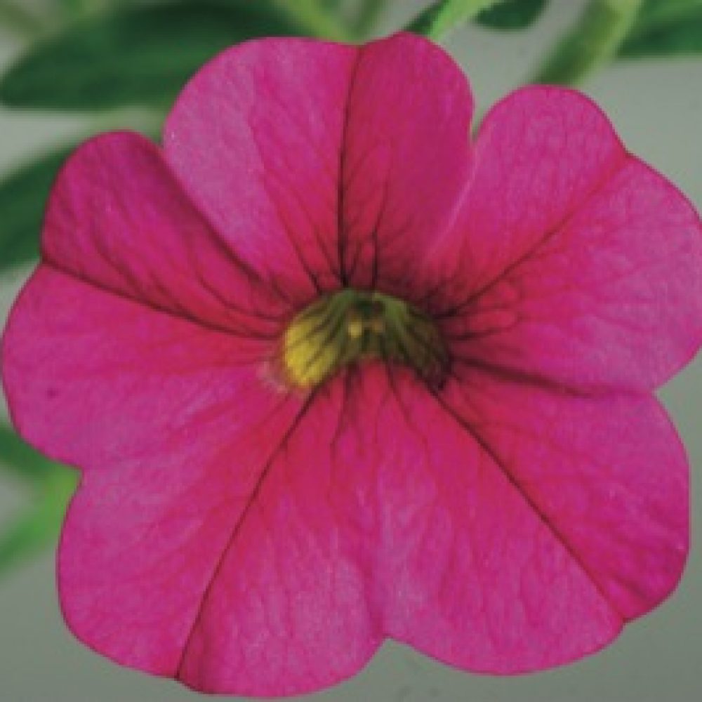 calibrachoa Rose