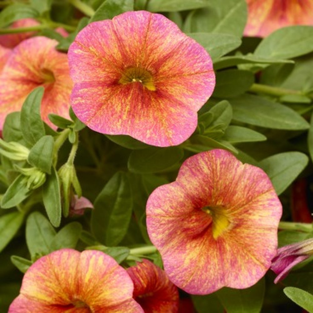 calibrachoa Sunrise