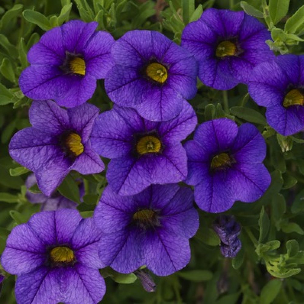 calibrachoa dark blue