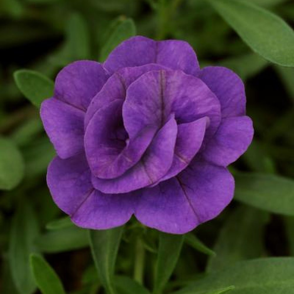 calibrachoa double blue