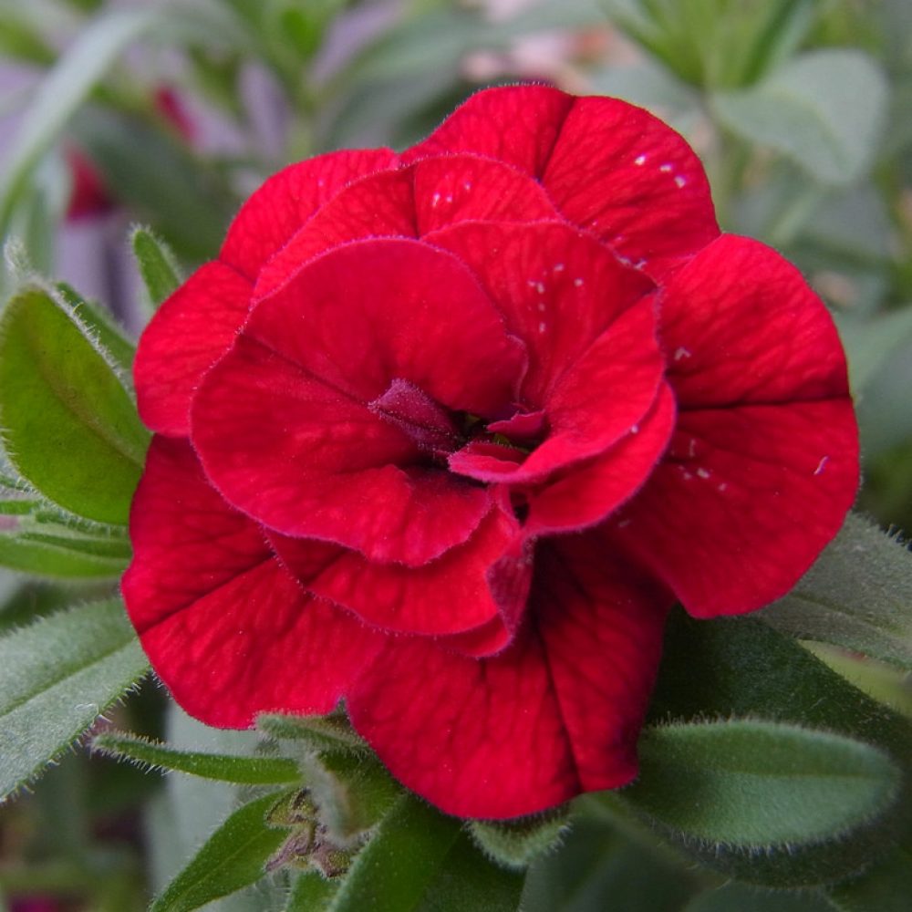 calibrachoa double burgundy