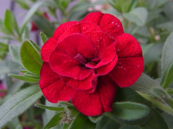 calibrachoa double burgundy