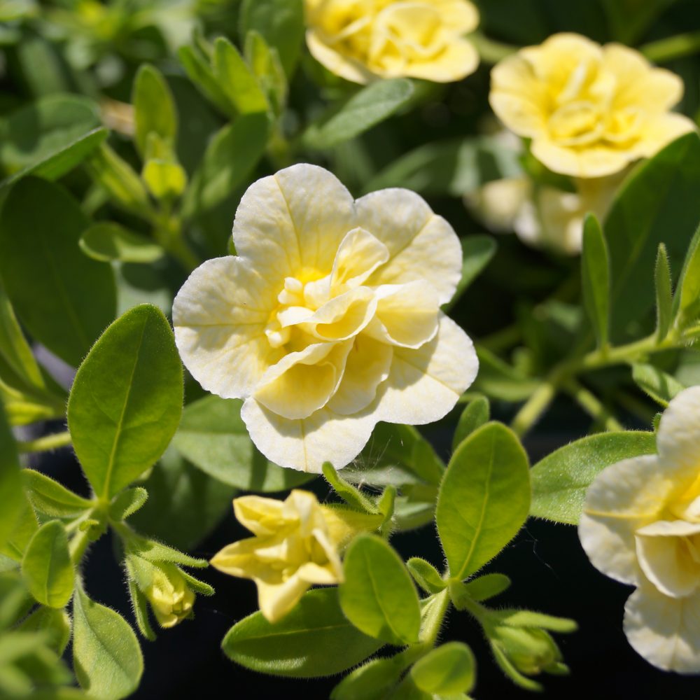 calibrachoa double lemon