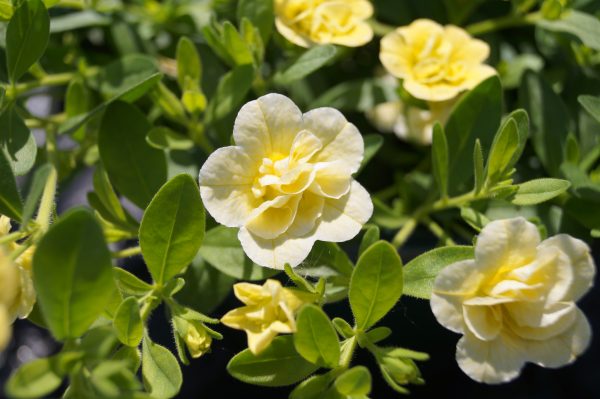 calibrachoa double lemon