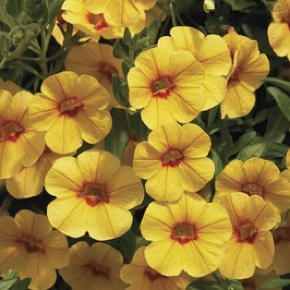 calibrachoa gold with red eye