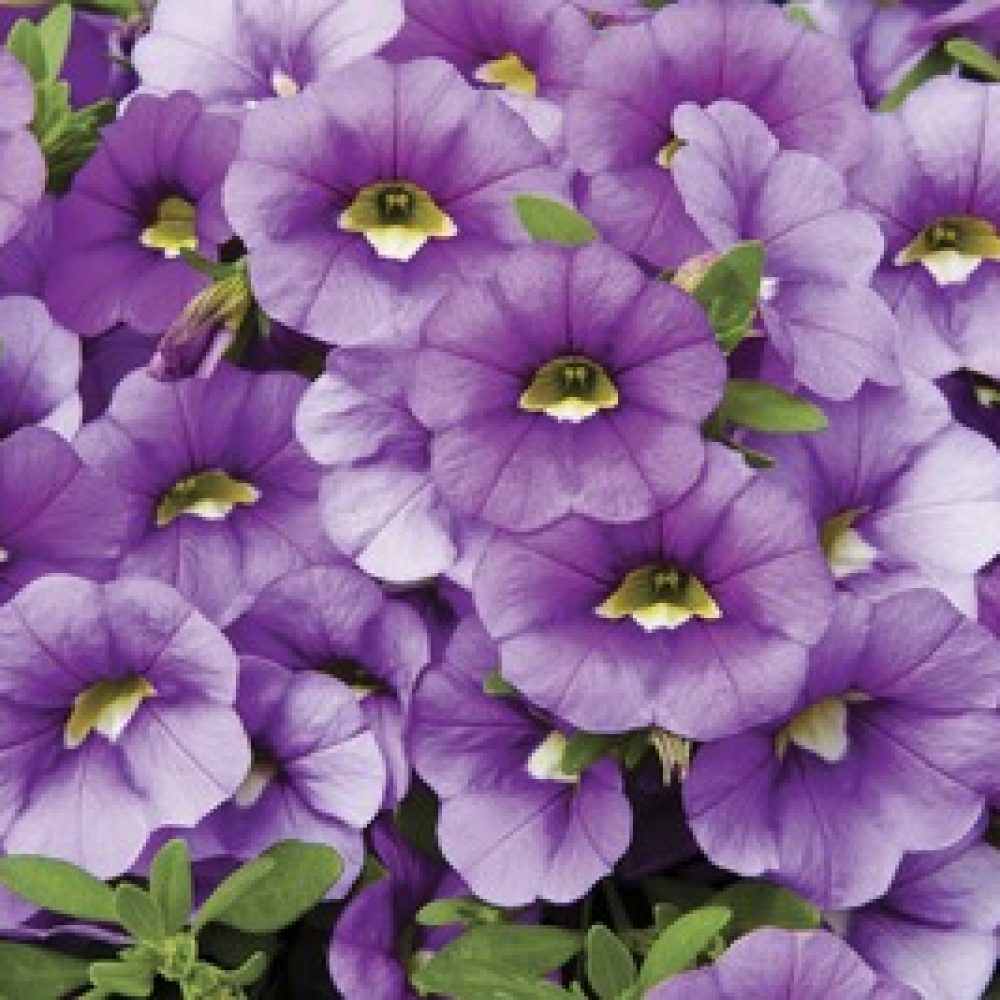 calibrachoa light blue