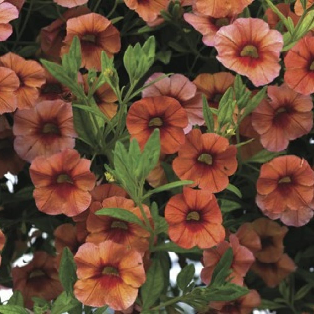 Calibrachoa orange