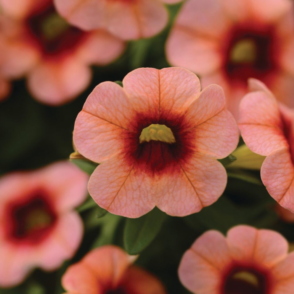 calibrachoa peach