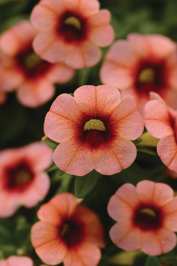 calibrachoa peach