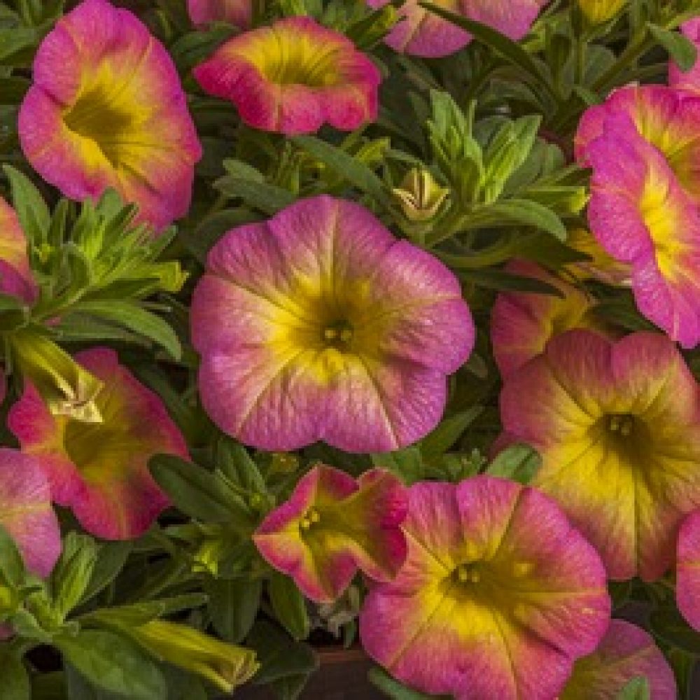 calibrachoa pink morn