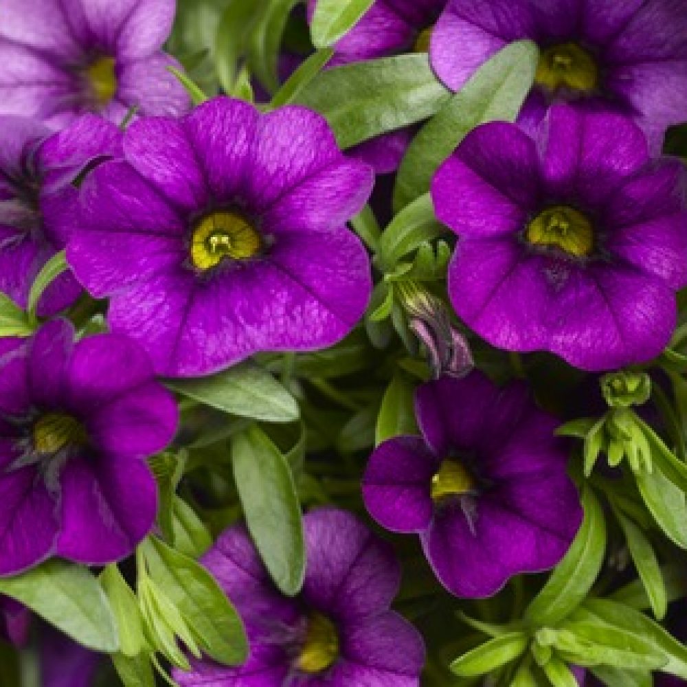 calibrachoa purple