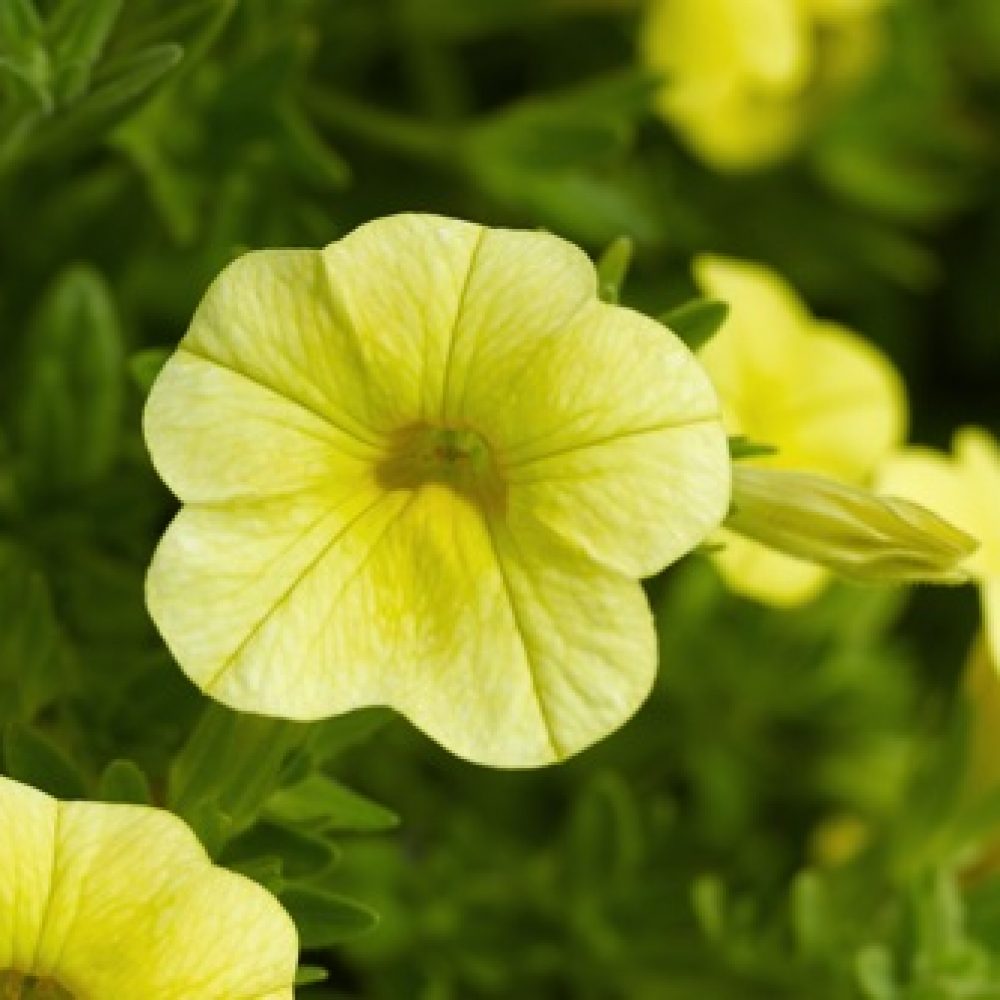 Calibrachoa Deep Yellow- 10cm These colourful plants form an excellent trailing habit. Ideal for your hanging baskets and garden containers.