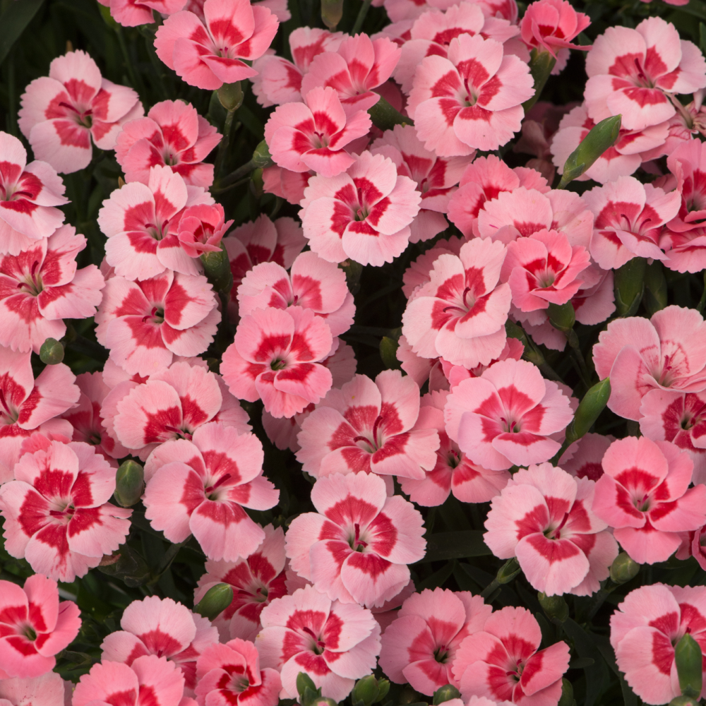 dianthus peach party