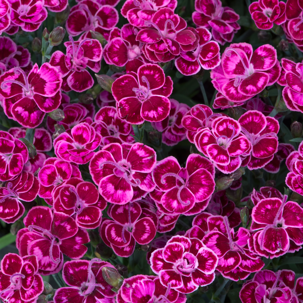 dianthus purple wedding