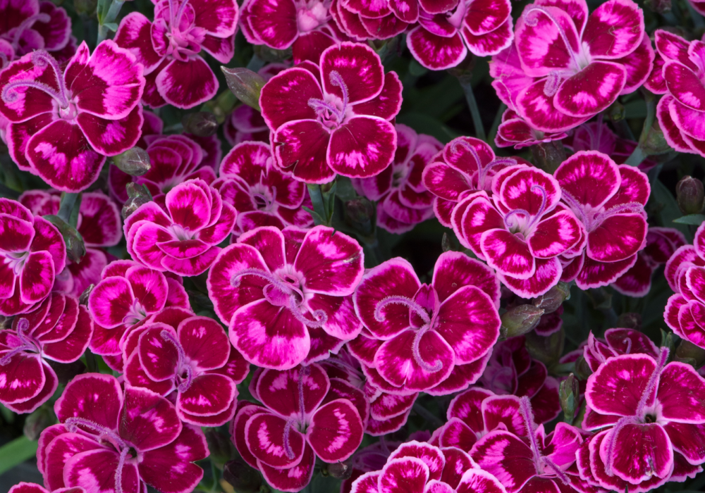 dianthus purple wedding