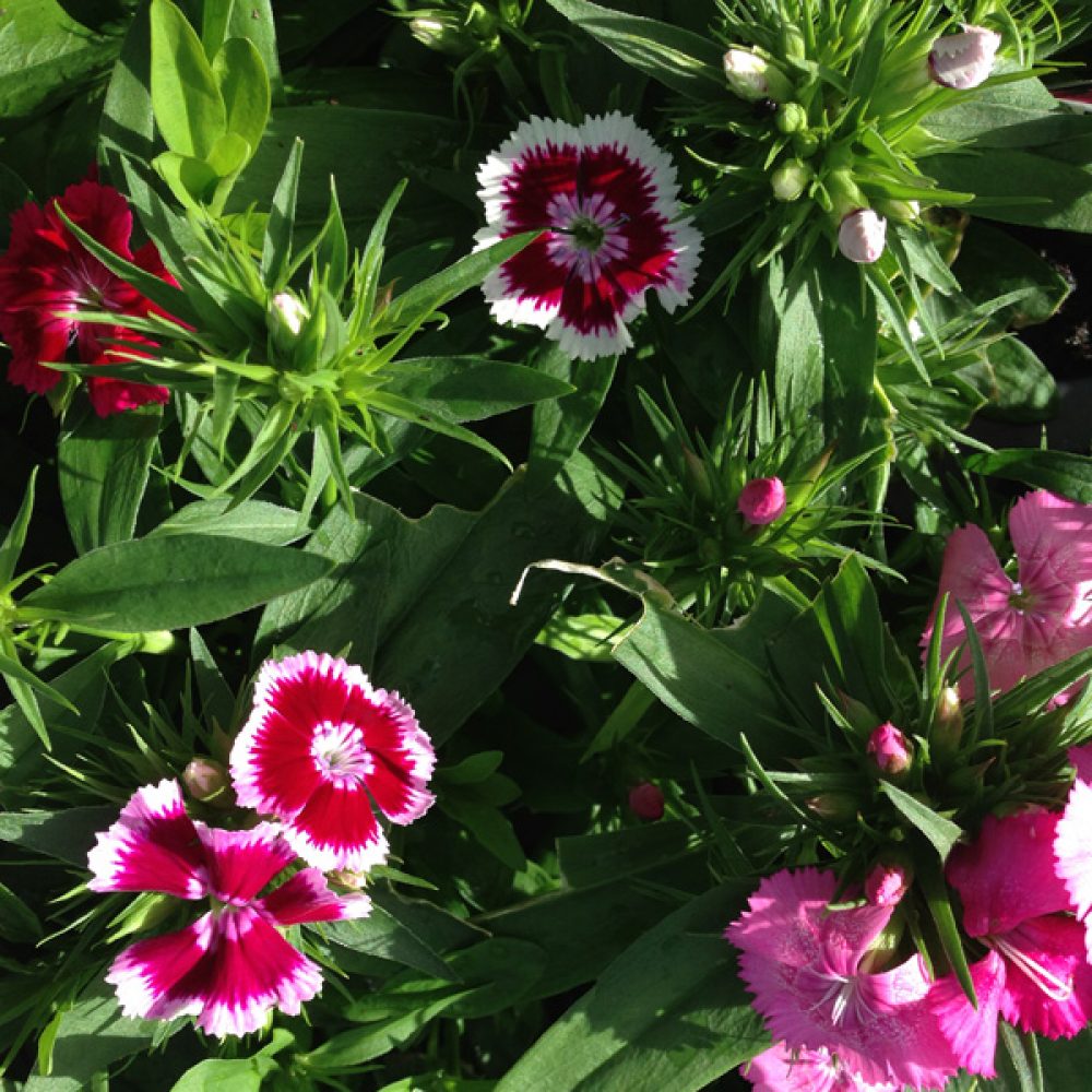 dianthus_6_pack_sweet_william