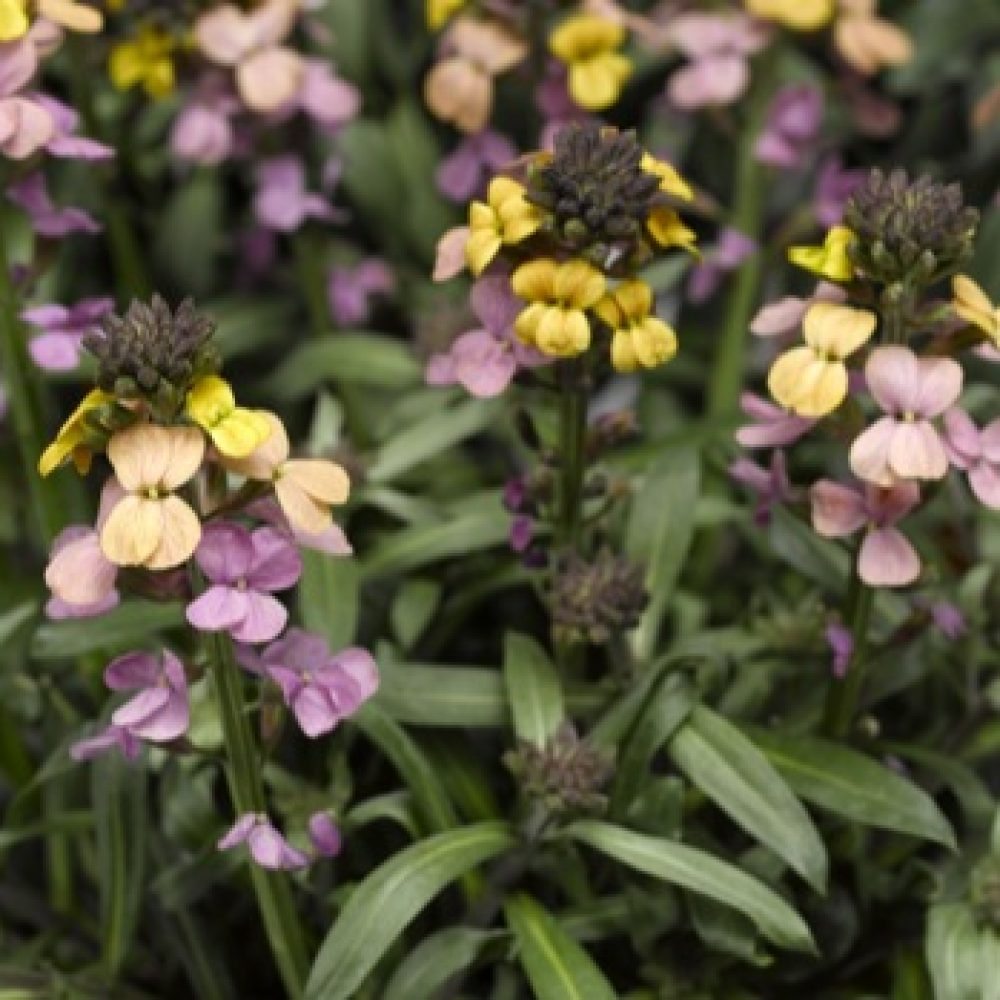 erysimum sunset