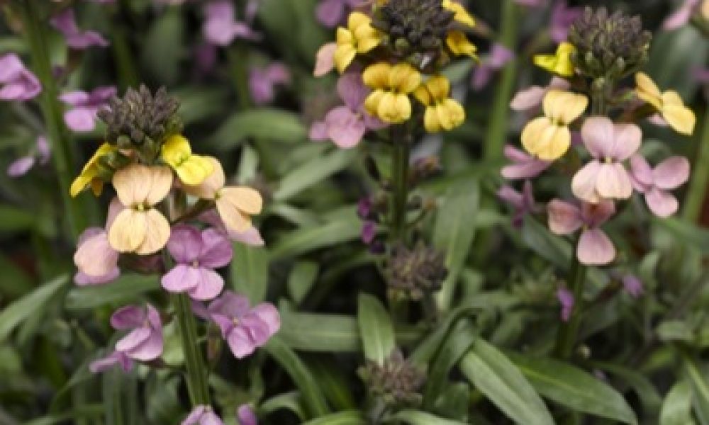 erysimum sunset