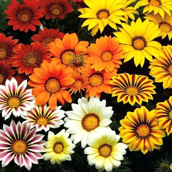 -gazania mixed