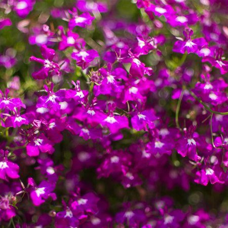 Lobelia Bush Rose