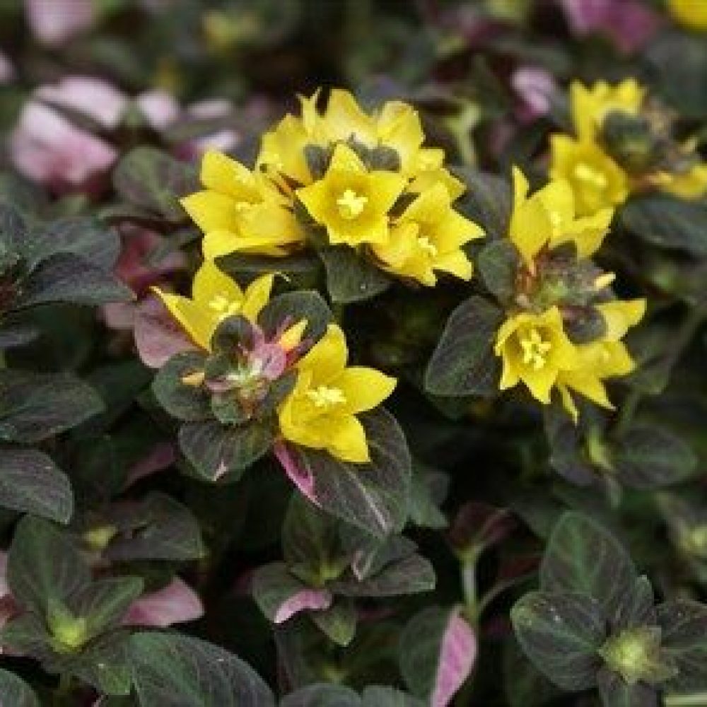 lysimachia midnight sun