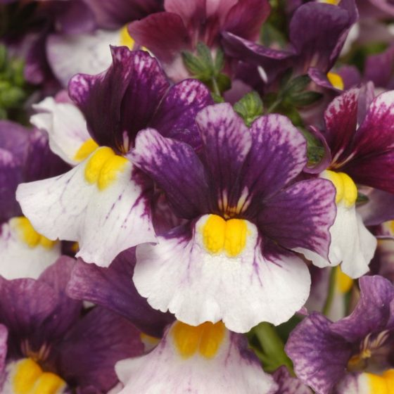 nemesia berries and cream