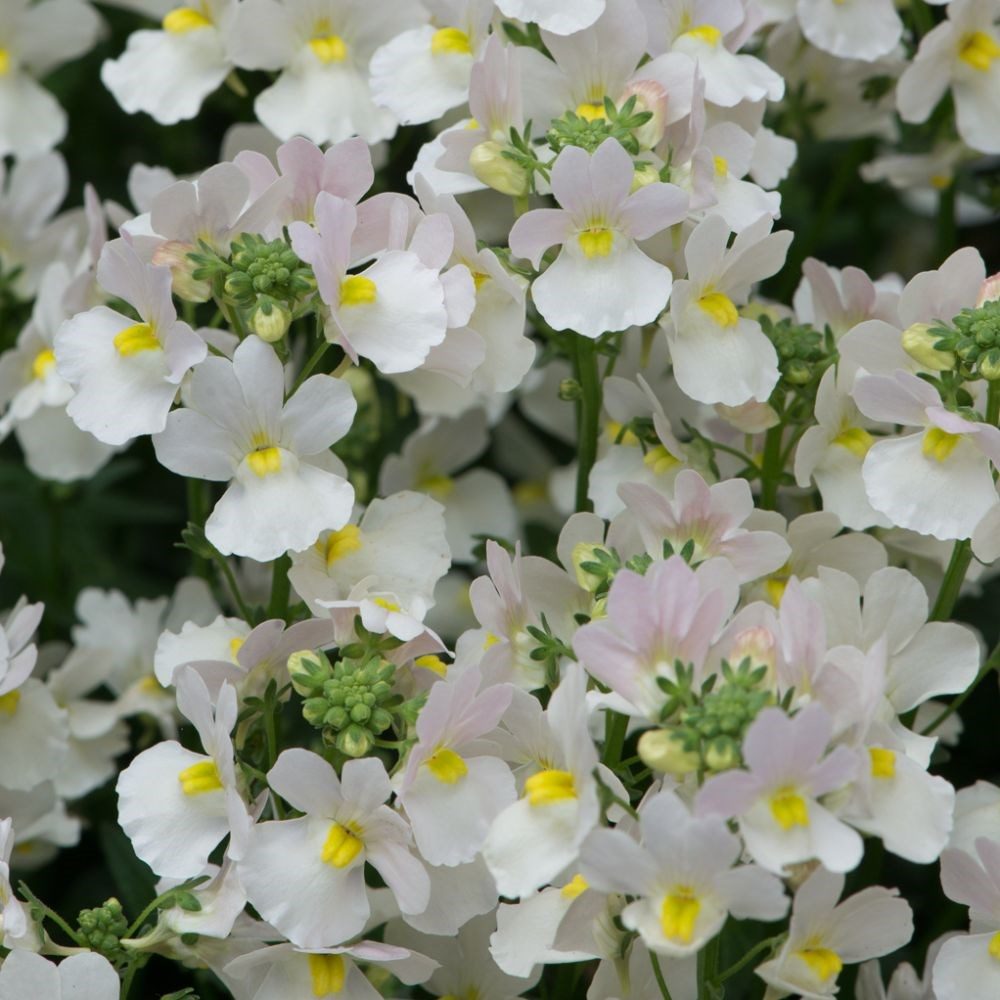 nemesia wisley cream