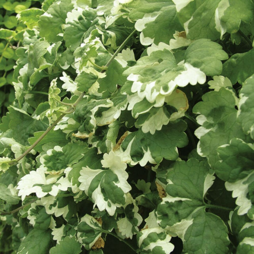 NEPETA VARIEGATED