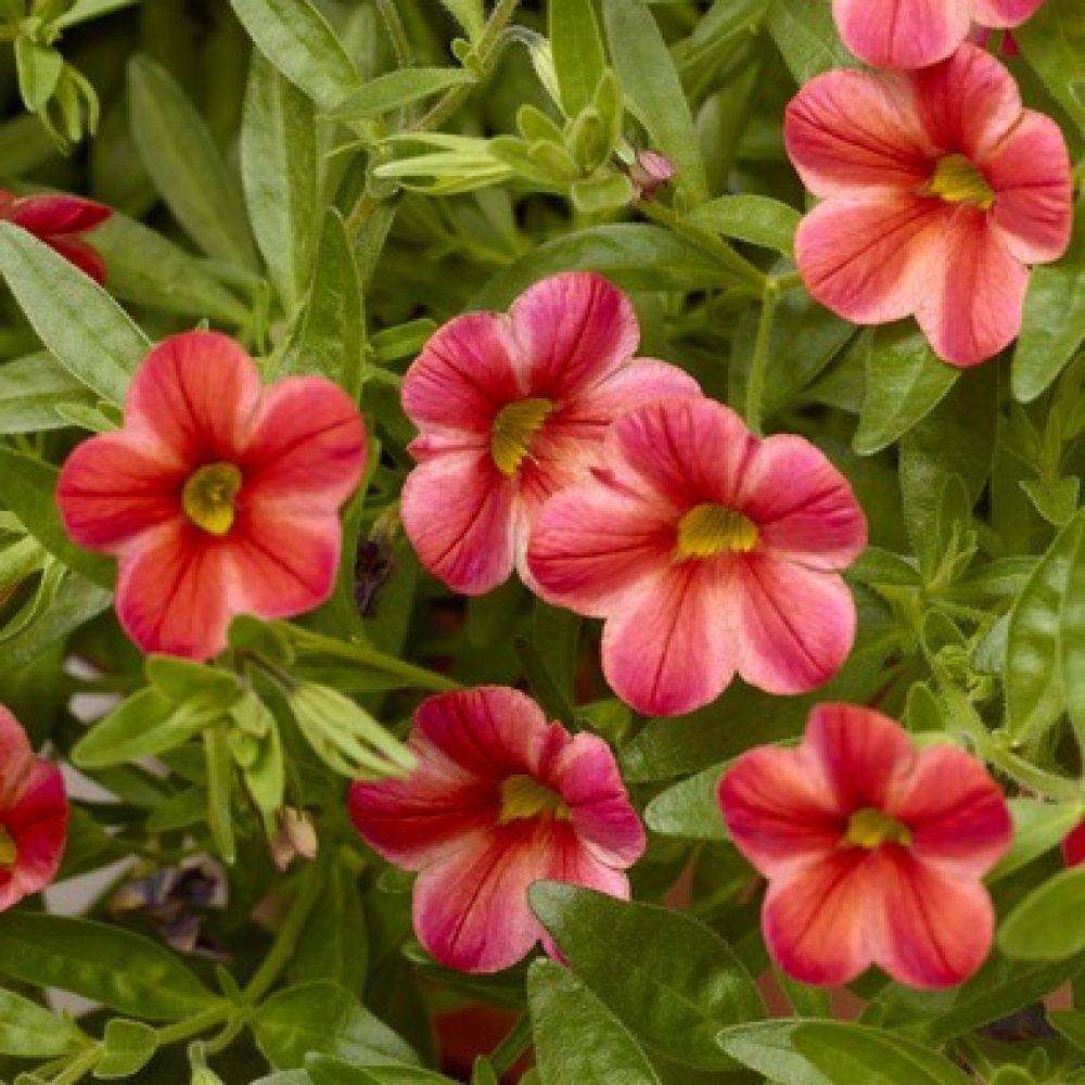 calibrachoa orange star