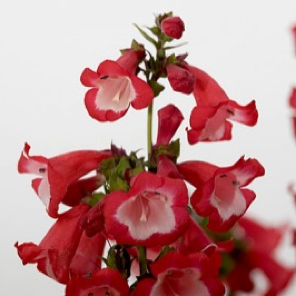 Penstemon Red