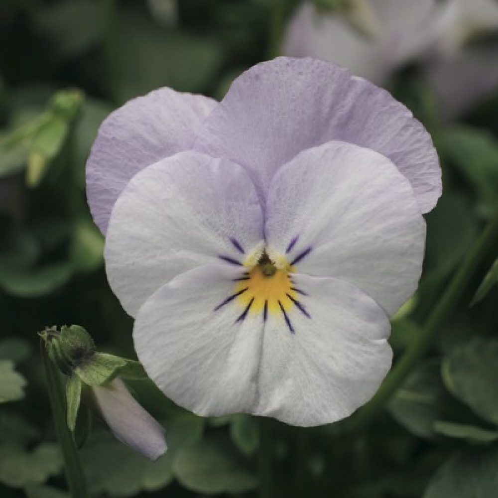 Viola- Pink Lavender