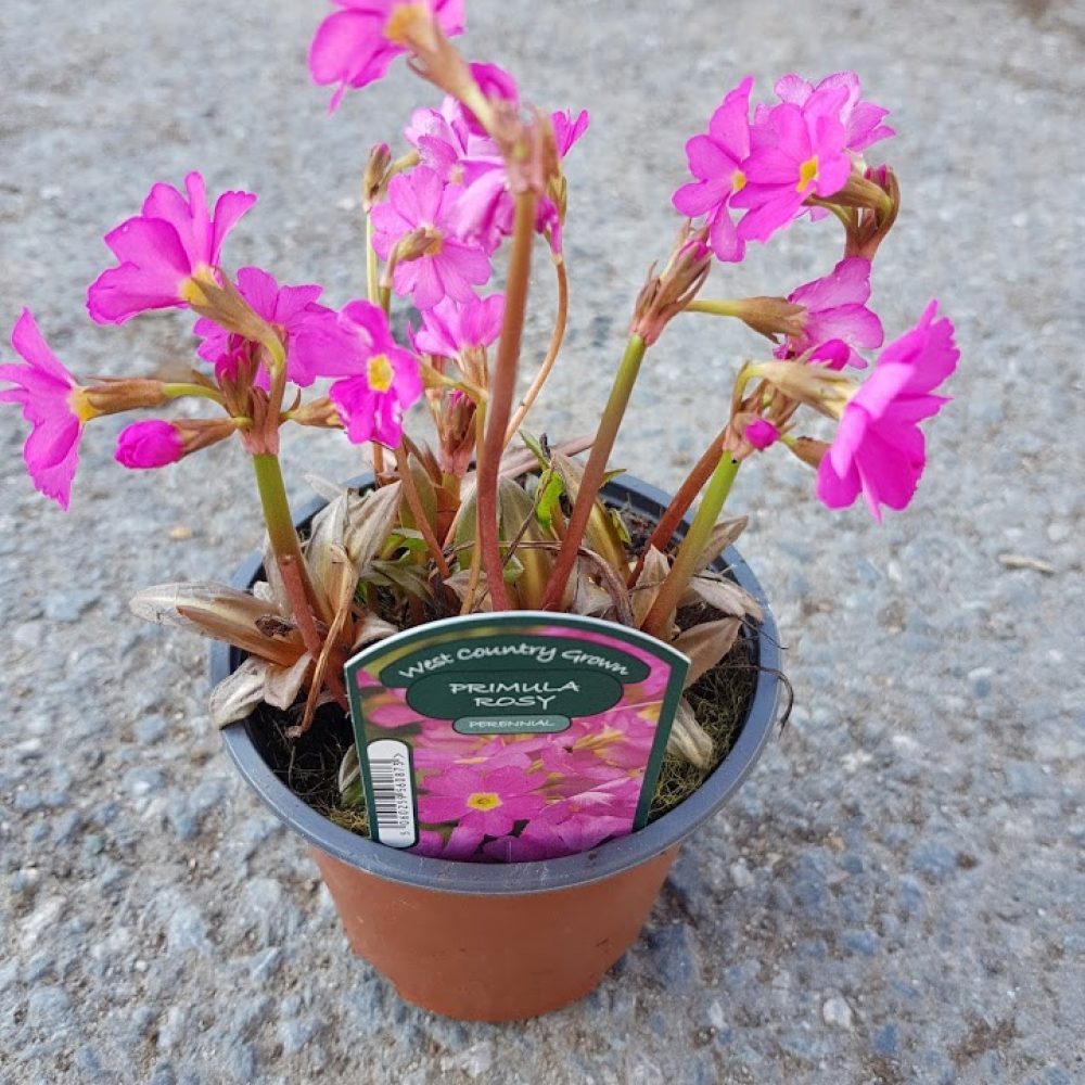 primula rosy