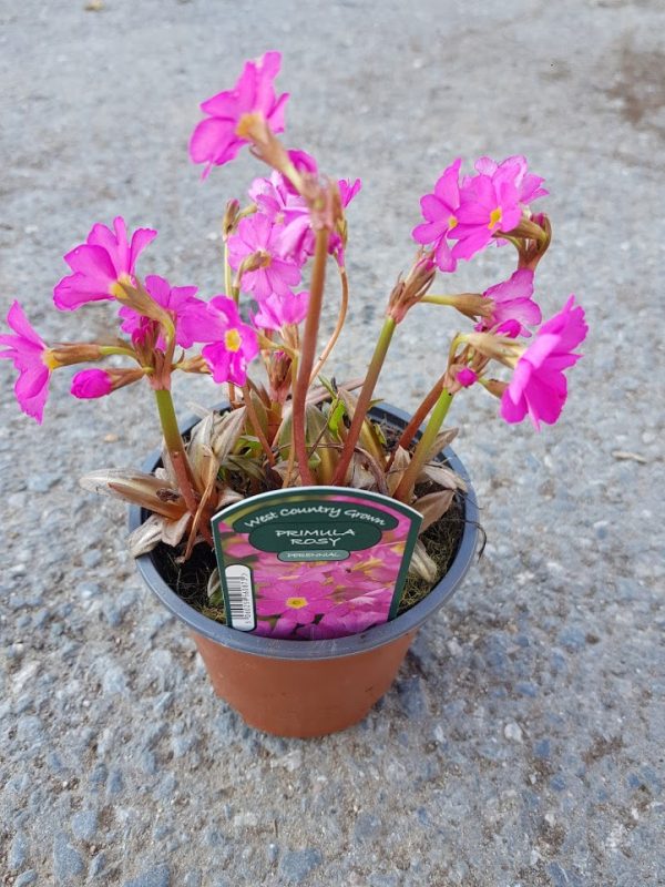 primula rosy