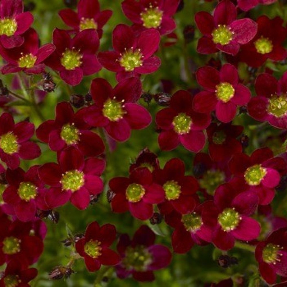 Saxifraga Alpino Red