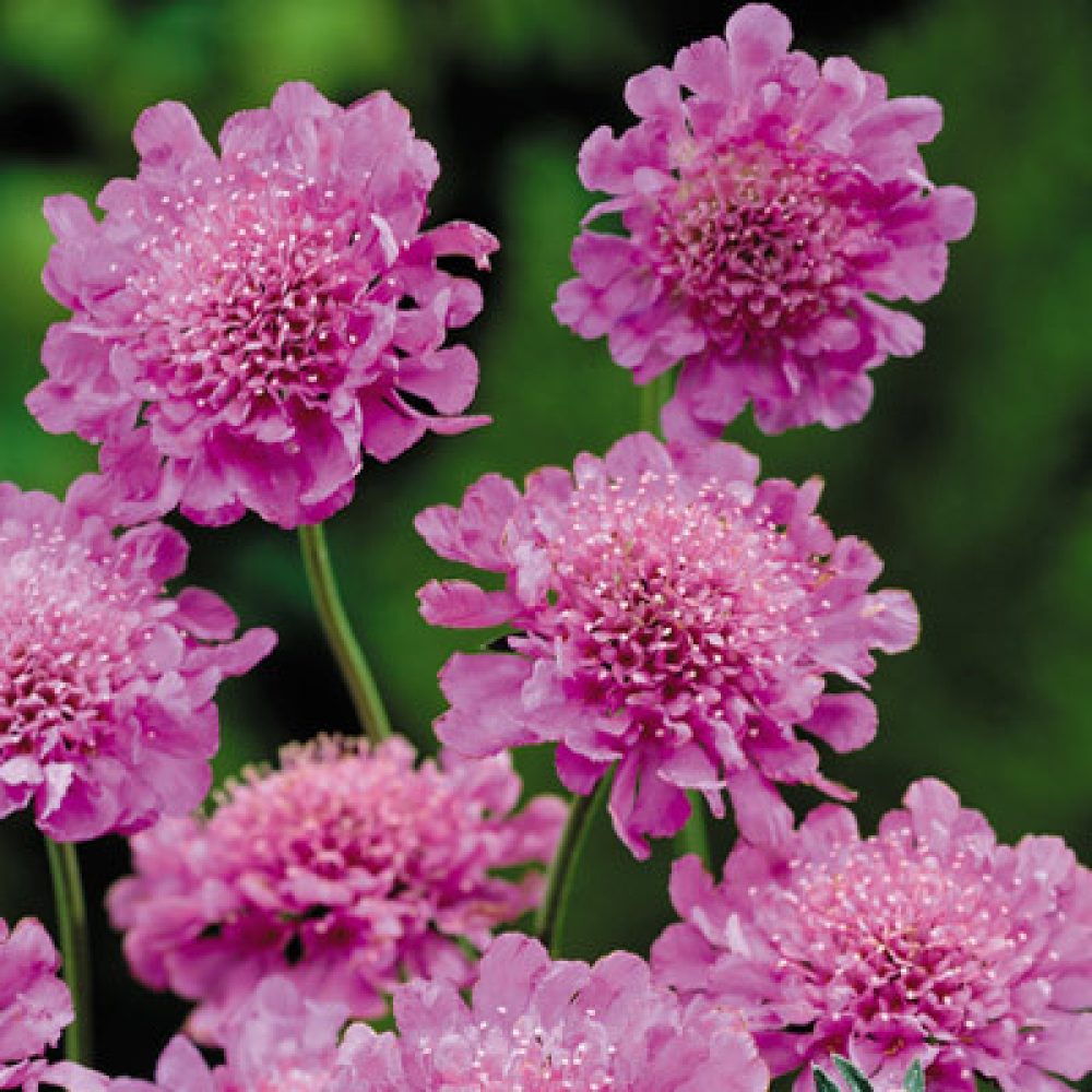 scabiosa pink diamond