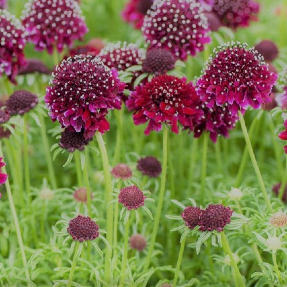 scabiosa_columbaria_barocca (2)