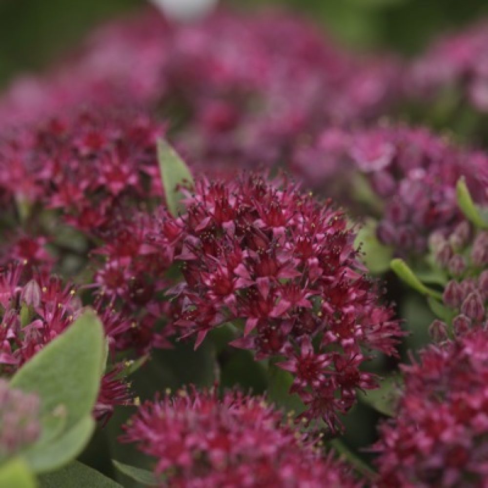 sedum red