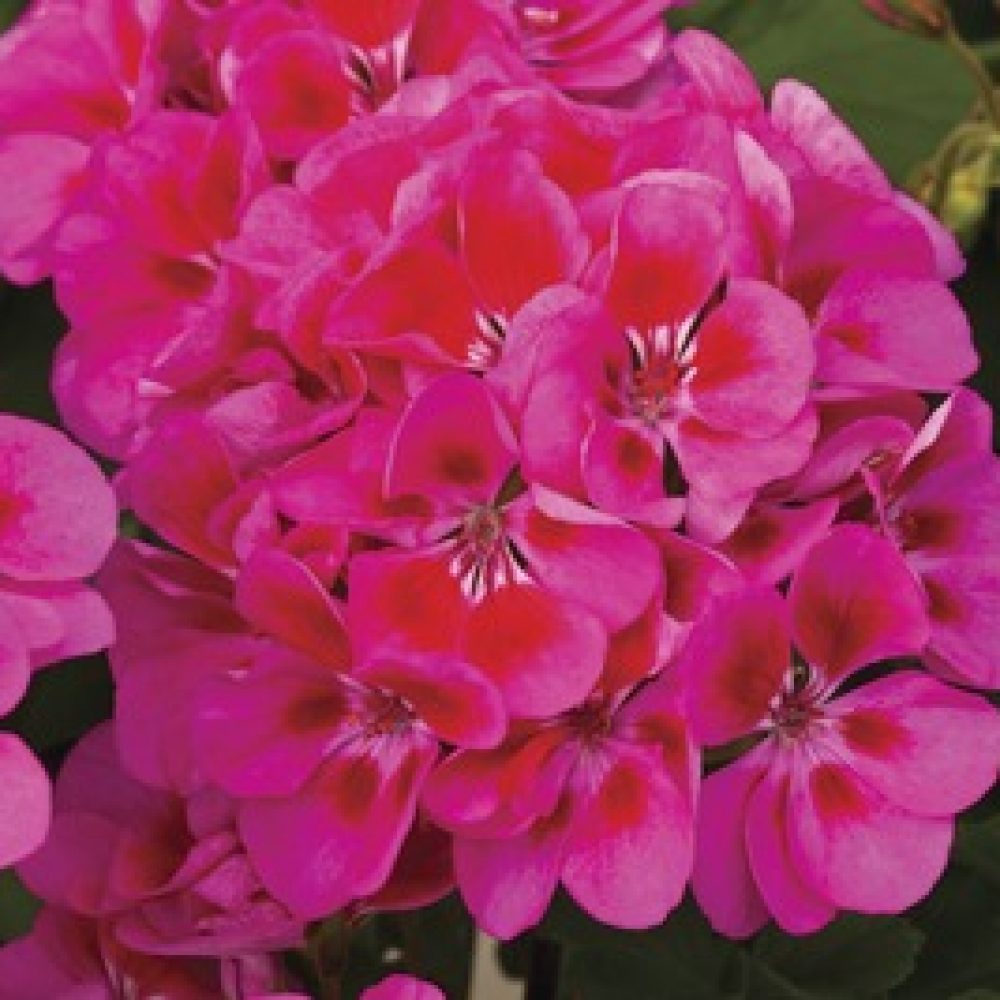 tango rose splash