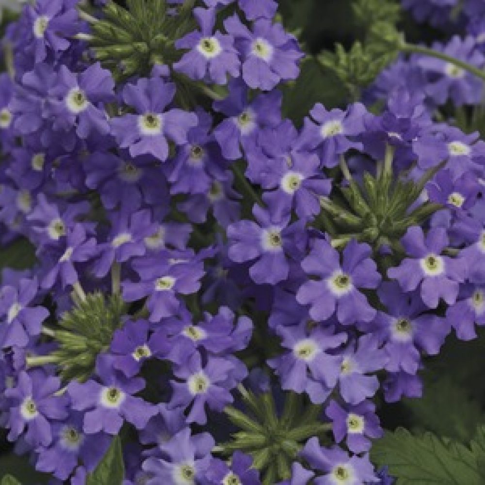 verbena blue with eyes