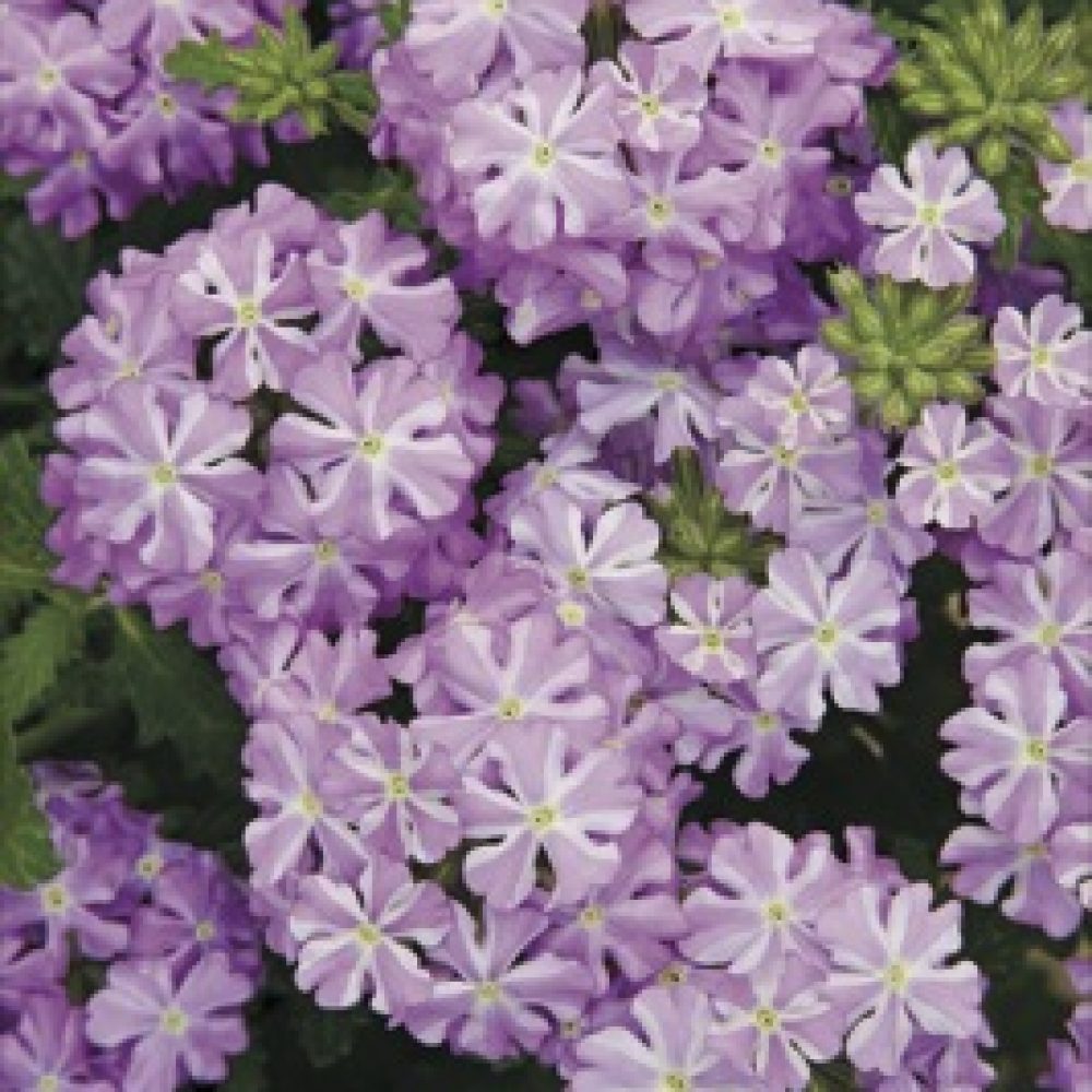 verbena lavender star