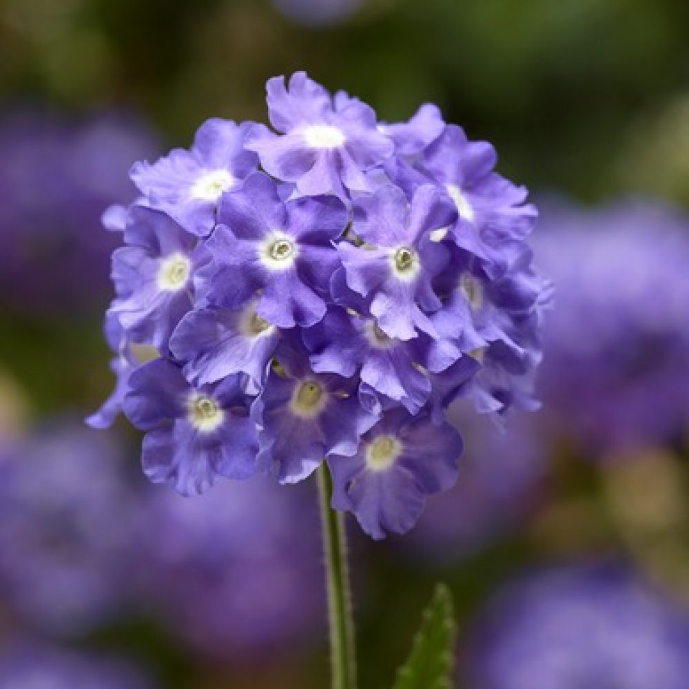 verbena sky blue