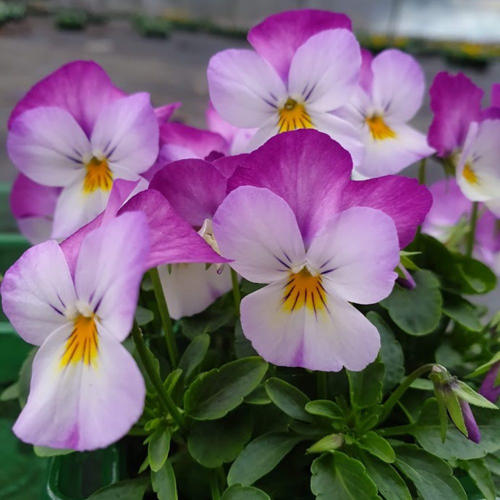 viola rose pink