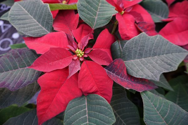 Poinsettia Burgundy