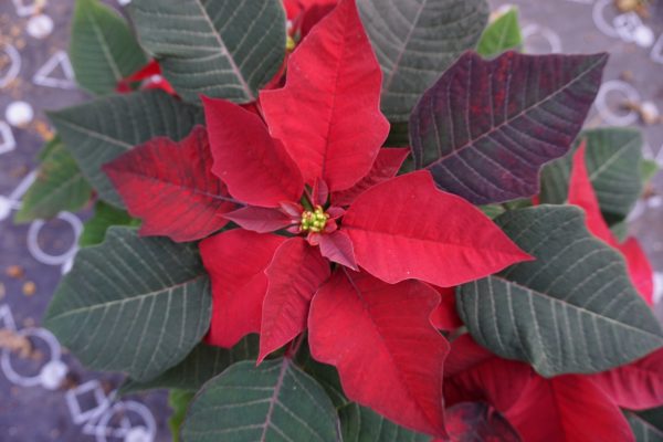 Poinsettia Burgundy