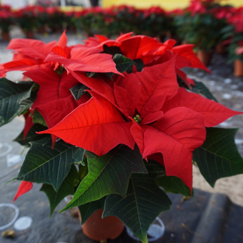 10CM POINSETTIA RED