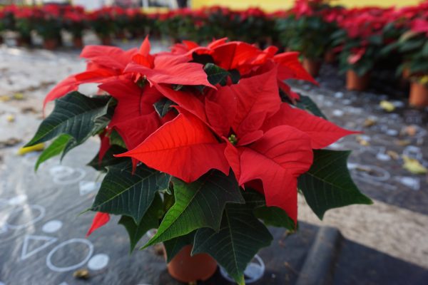 10CM POINSETTIA RED