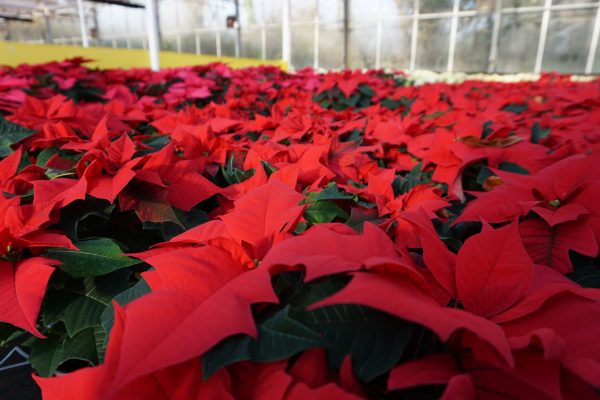 10CM POINSETTIA RED