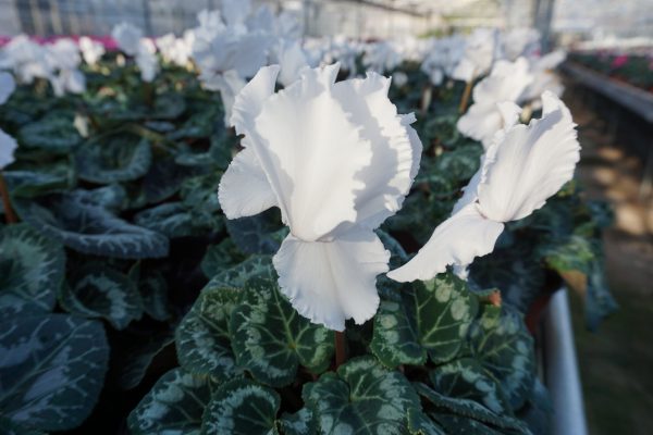 Frilly Cyclamen