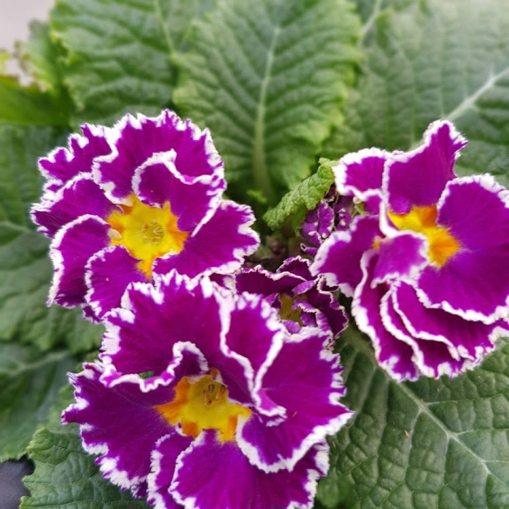 Sirococco primrose 3